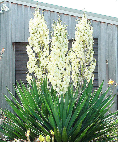 yucca-powder